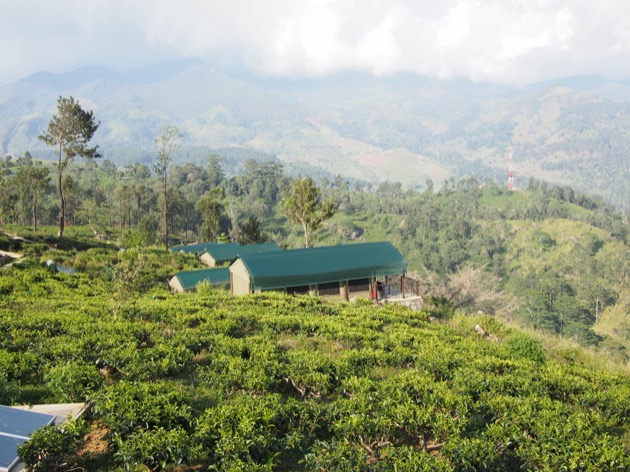 Nuit au cœur d'une plantation de thé au Madulkelle Tea & Eco Lodge