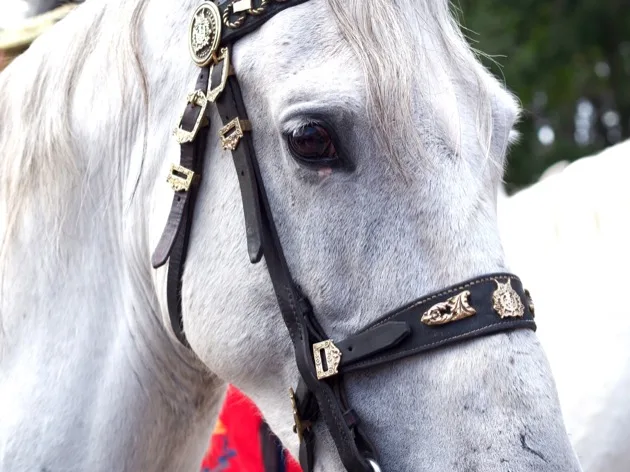 Cheval blanc décoré lors d'une procession de la Semaine Sainte à Séville