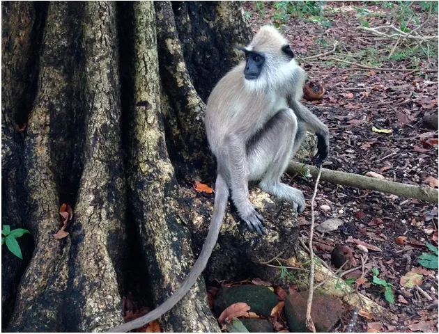monkey