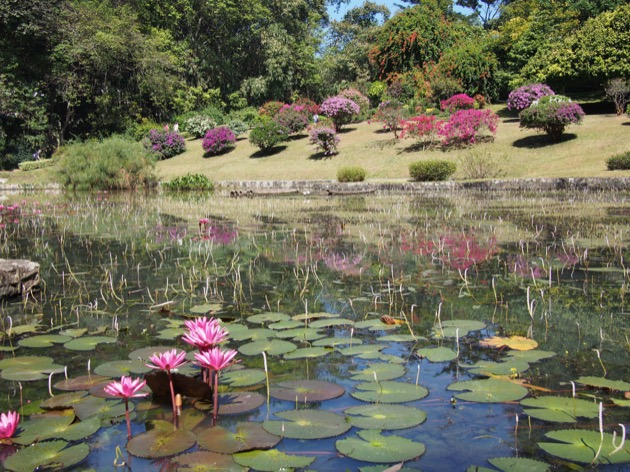 Au pays de Kandy !