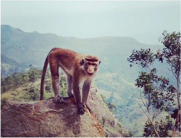 singe