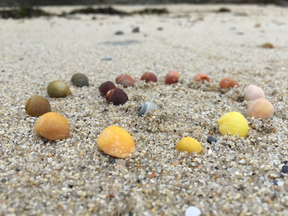 coquillages