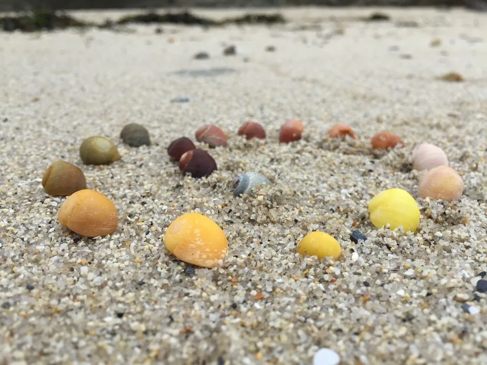 coquillages
