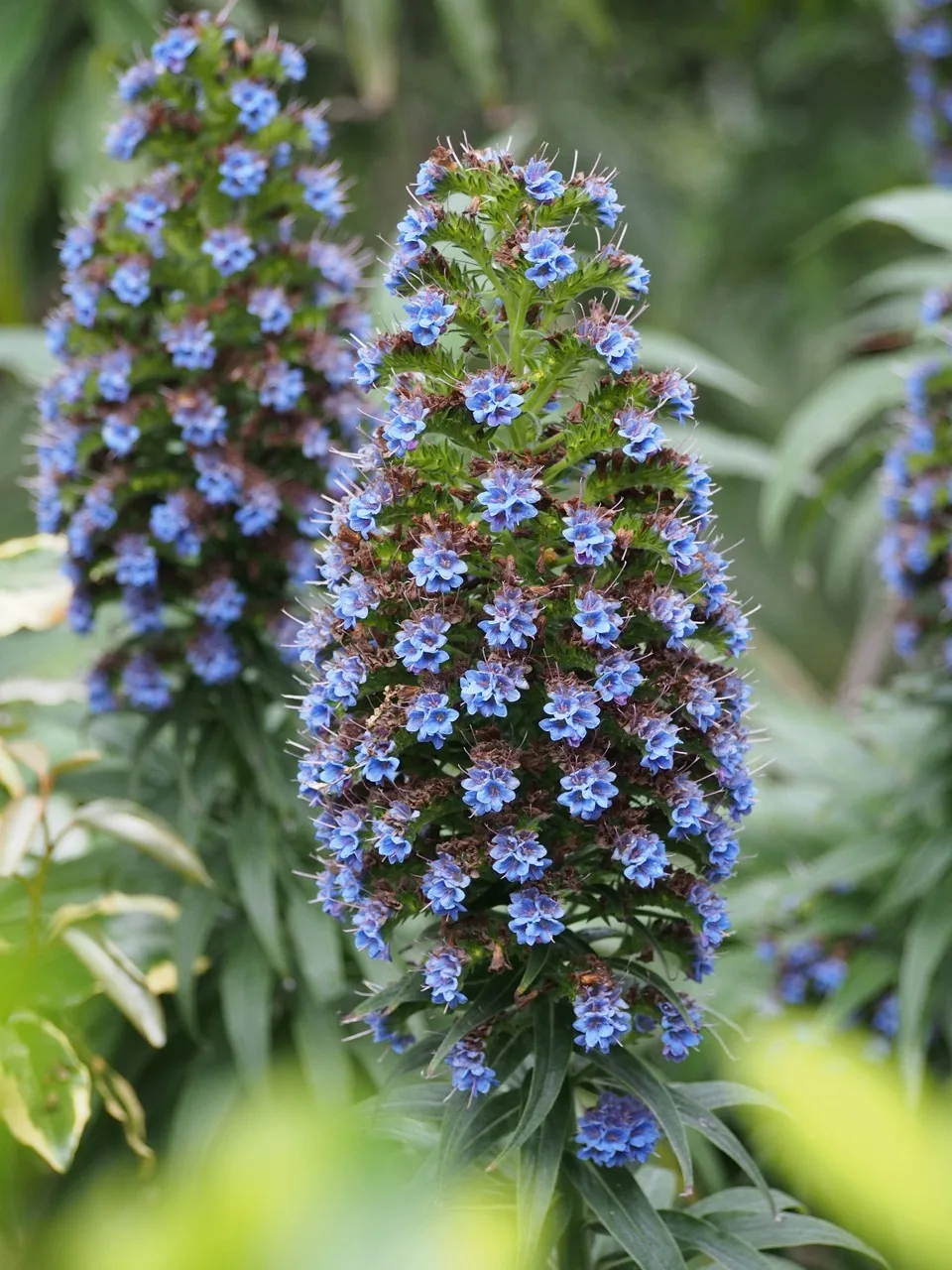 en famille sur l'île de Batz