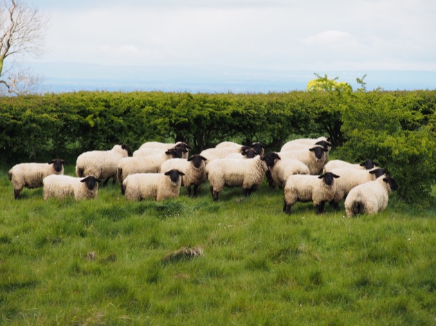 shaun the sheep