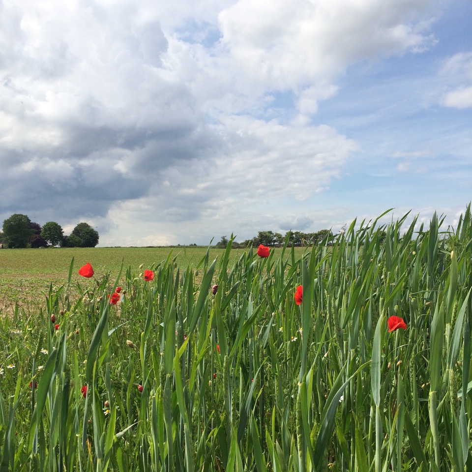 champs de bataille Waterloo