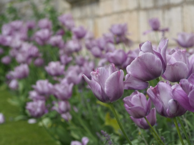 tulipes indigo