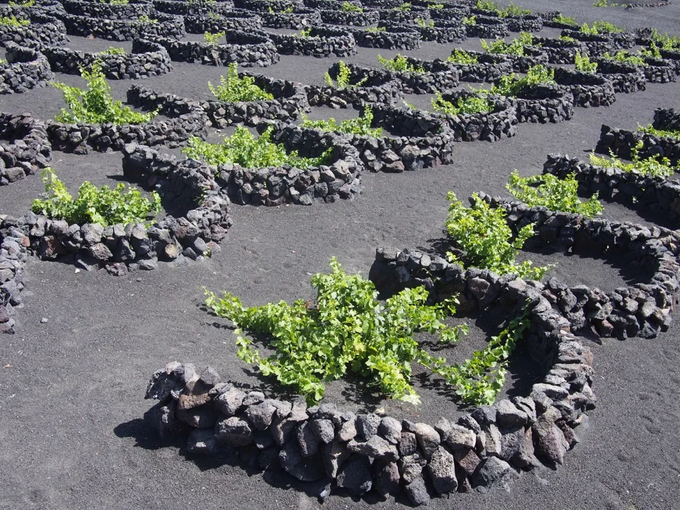 Vigne Lanzarote
