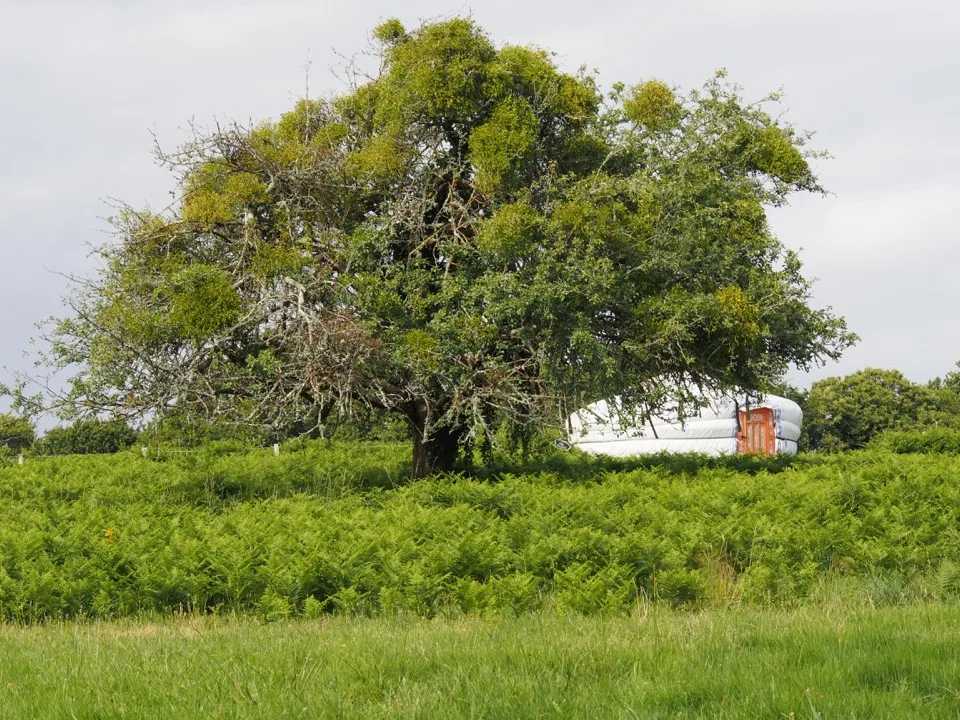 Yourte en partie cachée derrière un arbre
