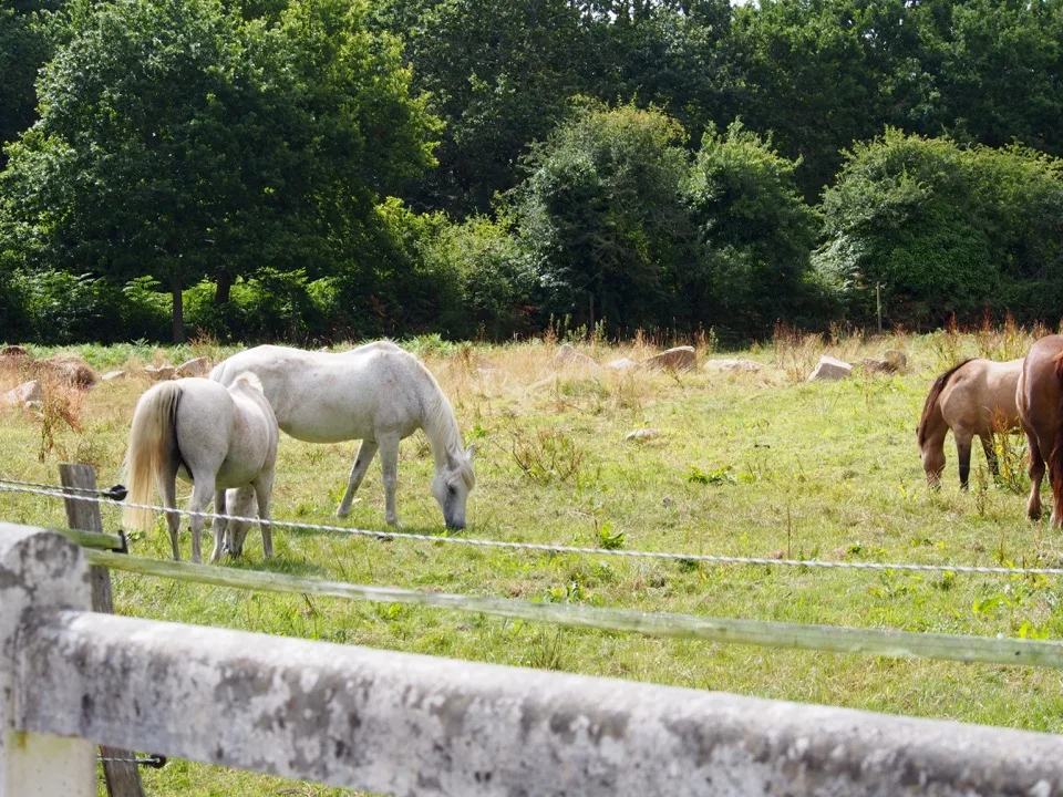 Chevaux paissant dans un pré à Dihan