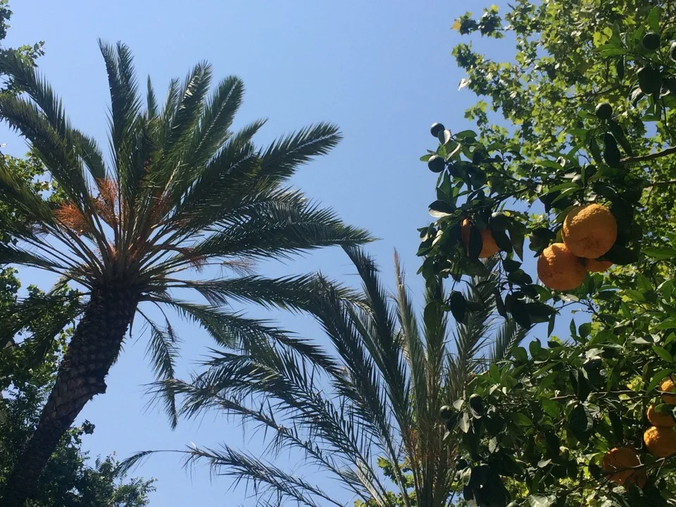 Oranges mûres dans un arbre sous les palmiers de Valence