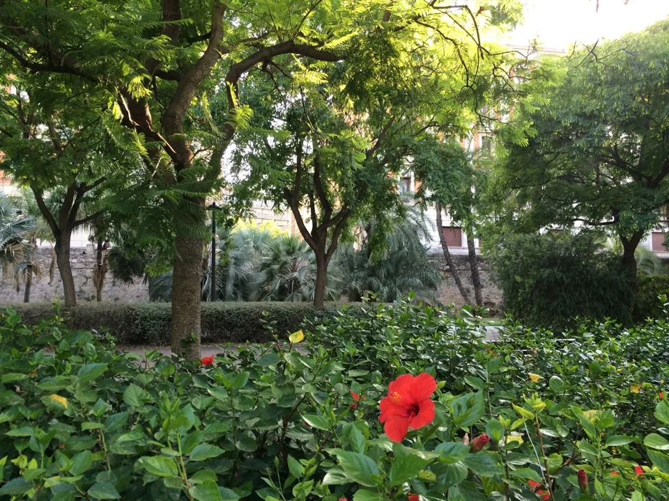 Jardin luxuriant avec hibiscus rouge dans les jardins de la Turia