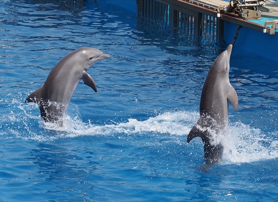 Visite de l’Oceanografic à Valencia