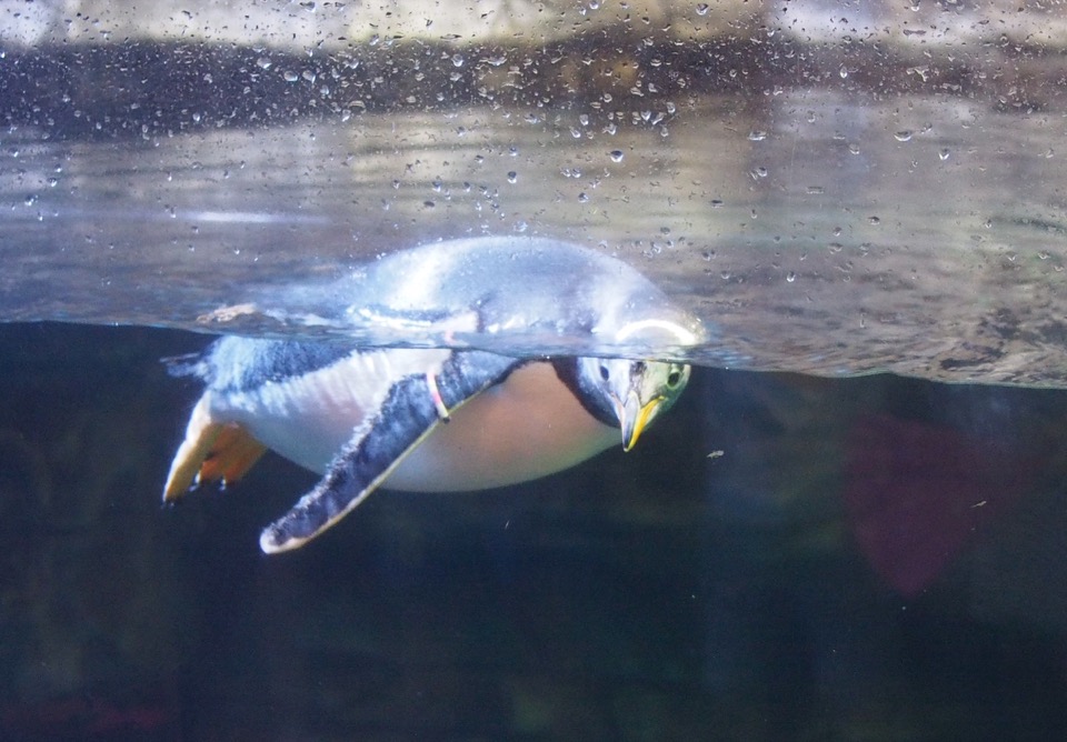 Pinguin Valencia
