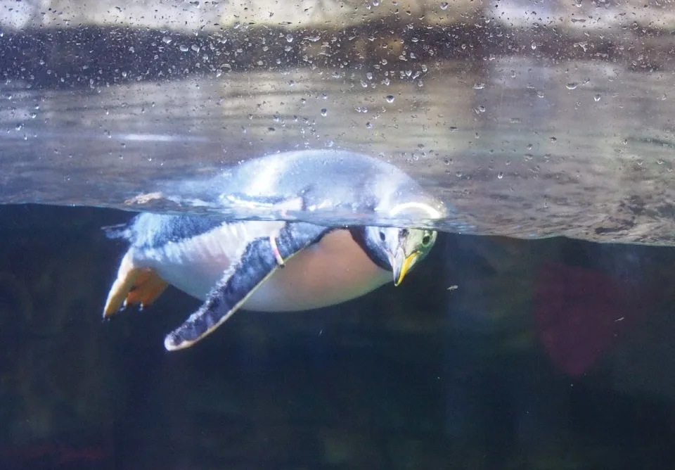Tortue de mer nageant sous l'eau