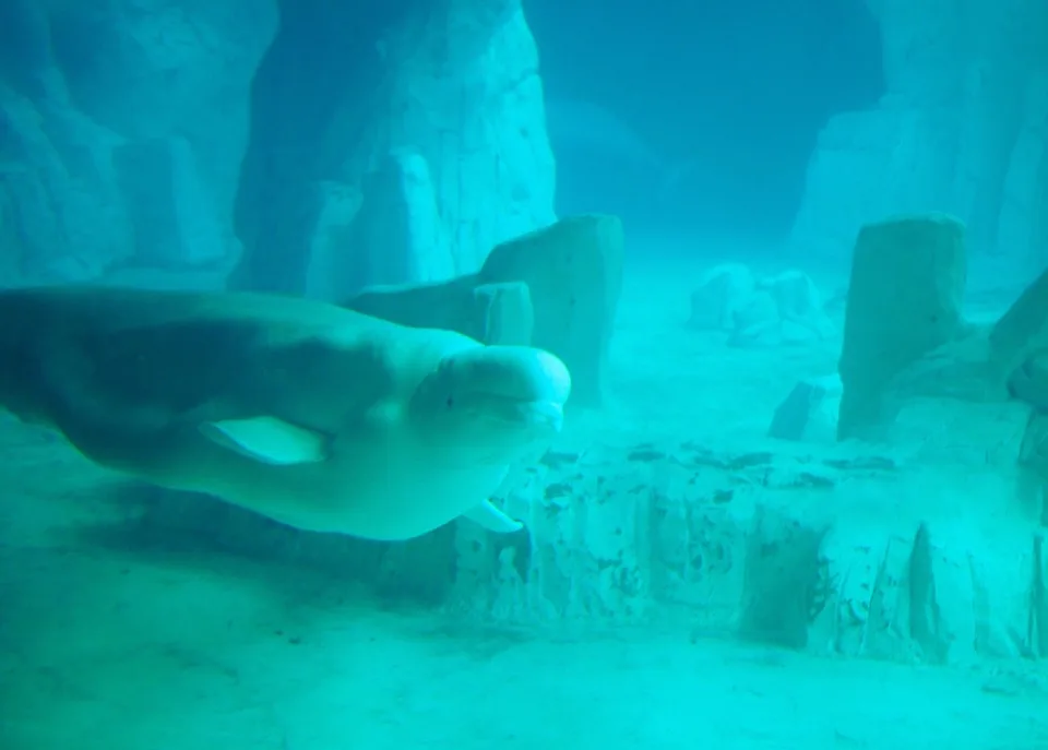 Béluga nageant dans un aquarium bleu