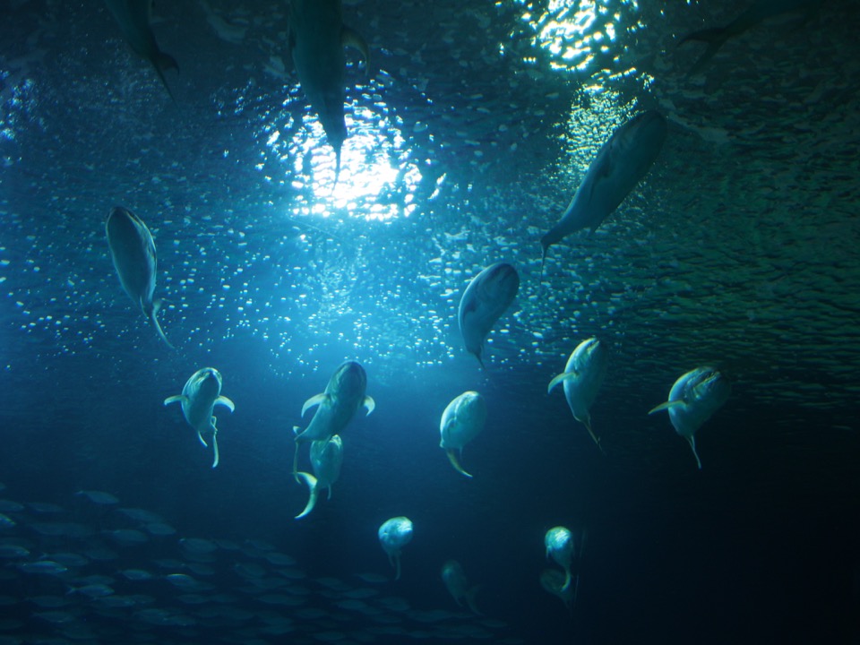 Oceanographic Valencia