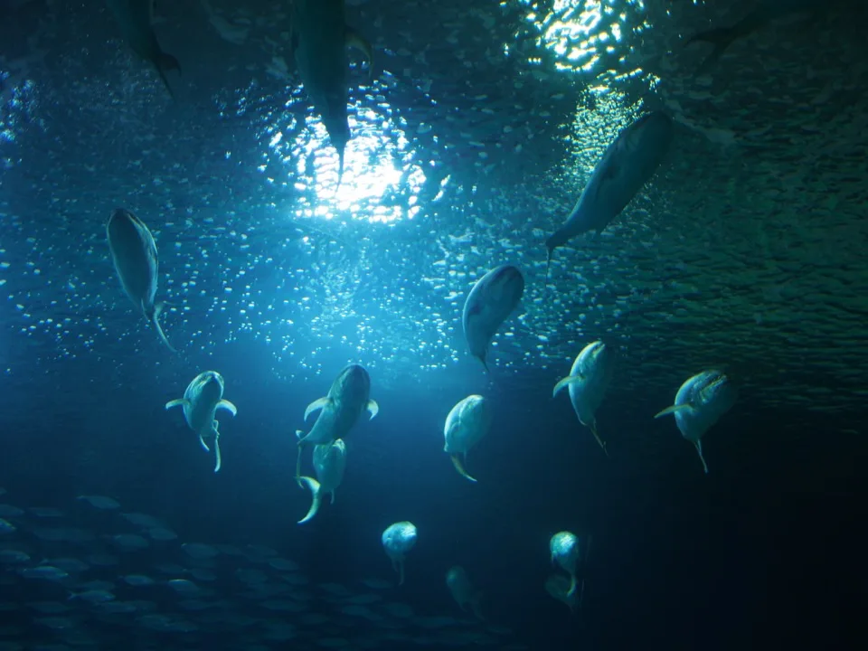 Banc de poissons sous un rayon de soleil