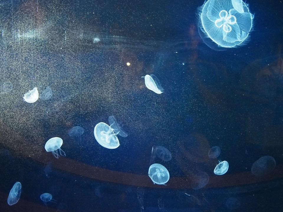 Oceanographic Valencia