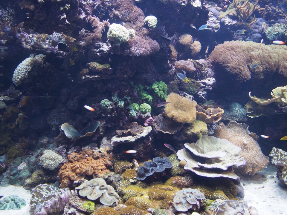 Oceanographic Valencia
