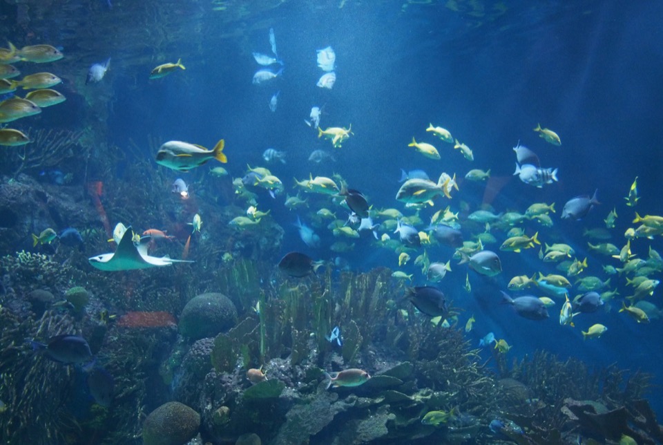Aquarium de Valence