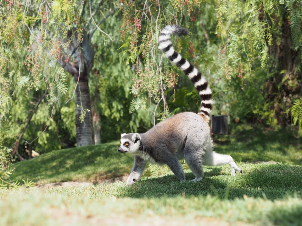 Madagascar à Valencia