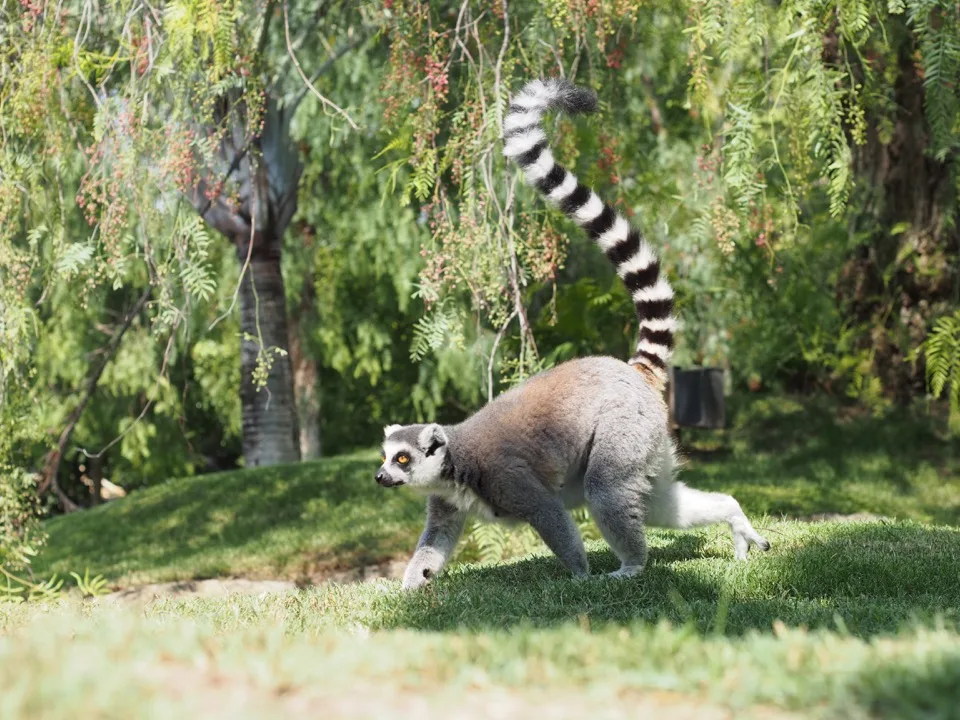 Maki catta marchant dans le Bioparc de Valence