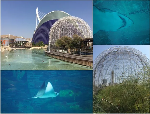 Collage des bâtiments de l'Oceanogràfic Valencia et de la vie marine