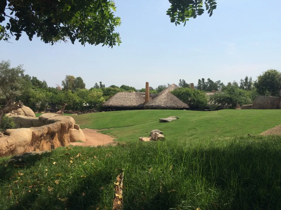 Habitat de savane ouverte au Bioparc Valencia