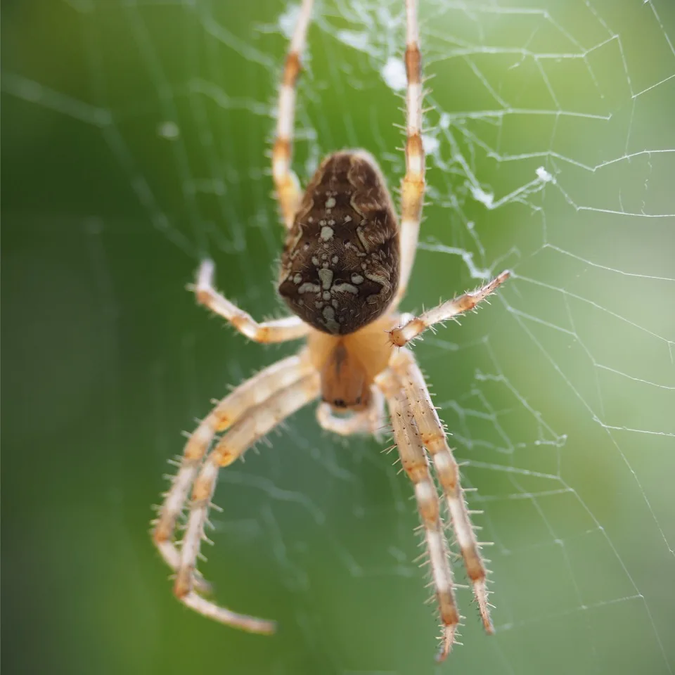Araignée sur sa toile photographiée en gros plan