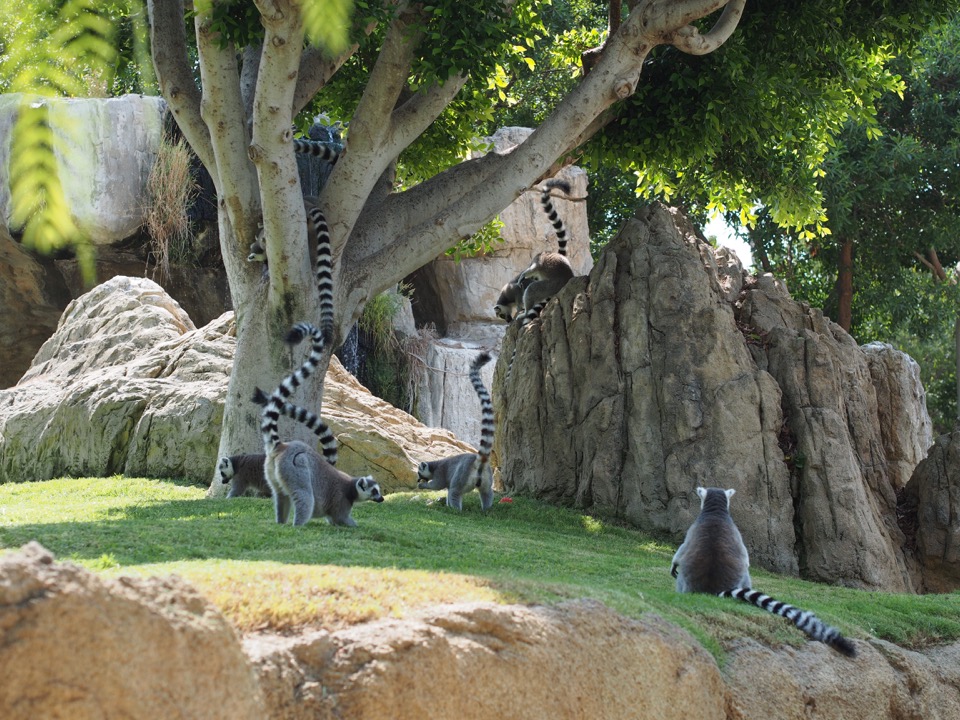 Visiter le Bioparc à Valencia