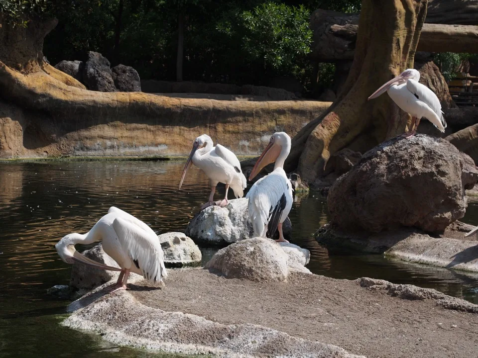 Pélicans reposant sur des rochers au bord de l'eau