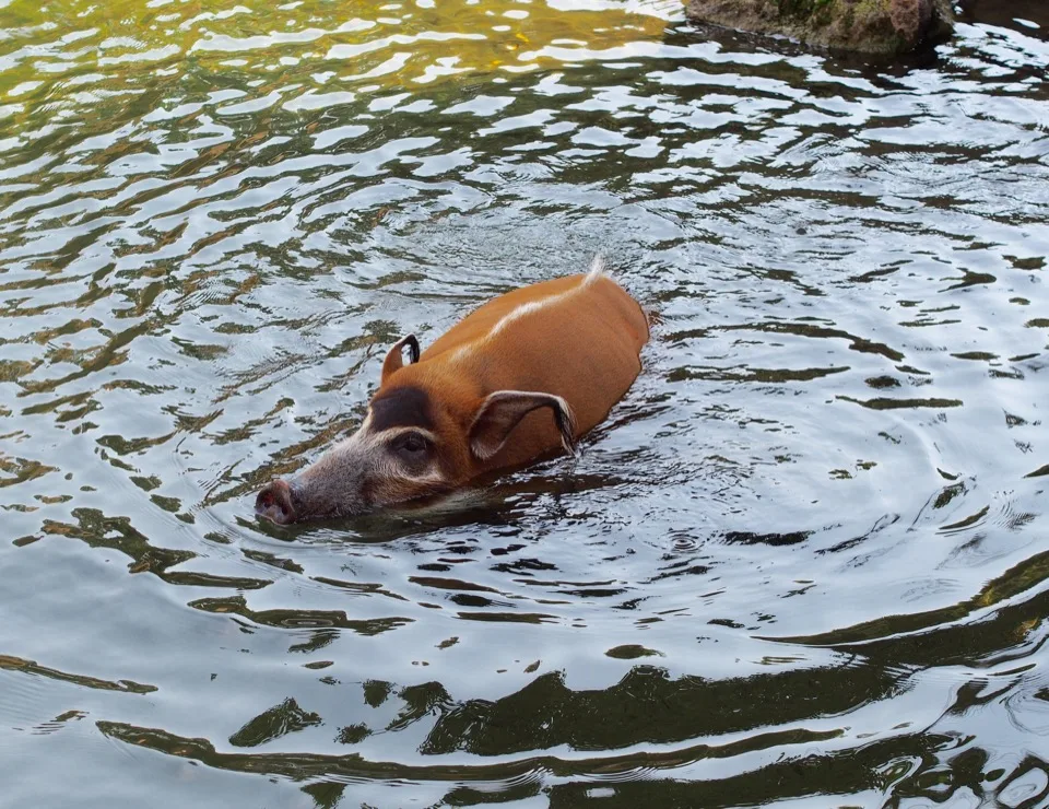 Potamochère rouge nageant dans un étang