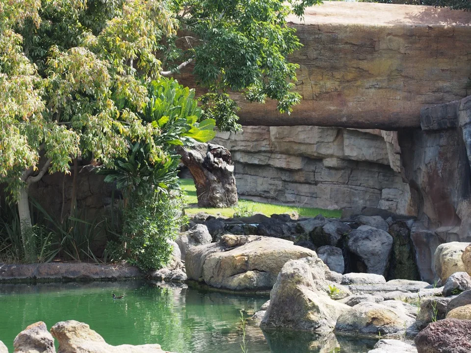 Enclos animalier boisé avec piscine verte