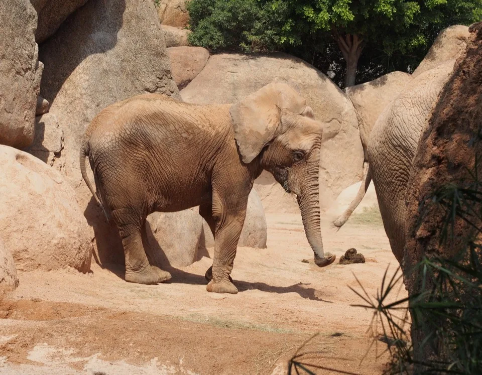 Éléphant d'Afrique marchant à côté des rochers