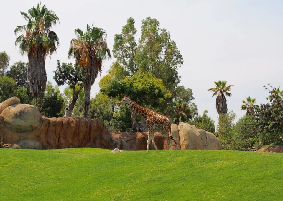 Girafes traversant un enclos de savane verdoyante