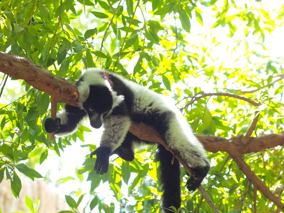 Lémurien huppé noir et blanc reposant sur une branche d'arbre