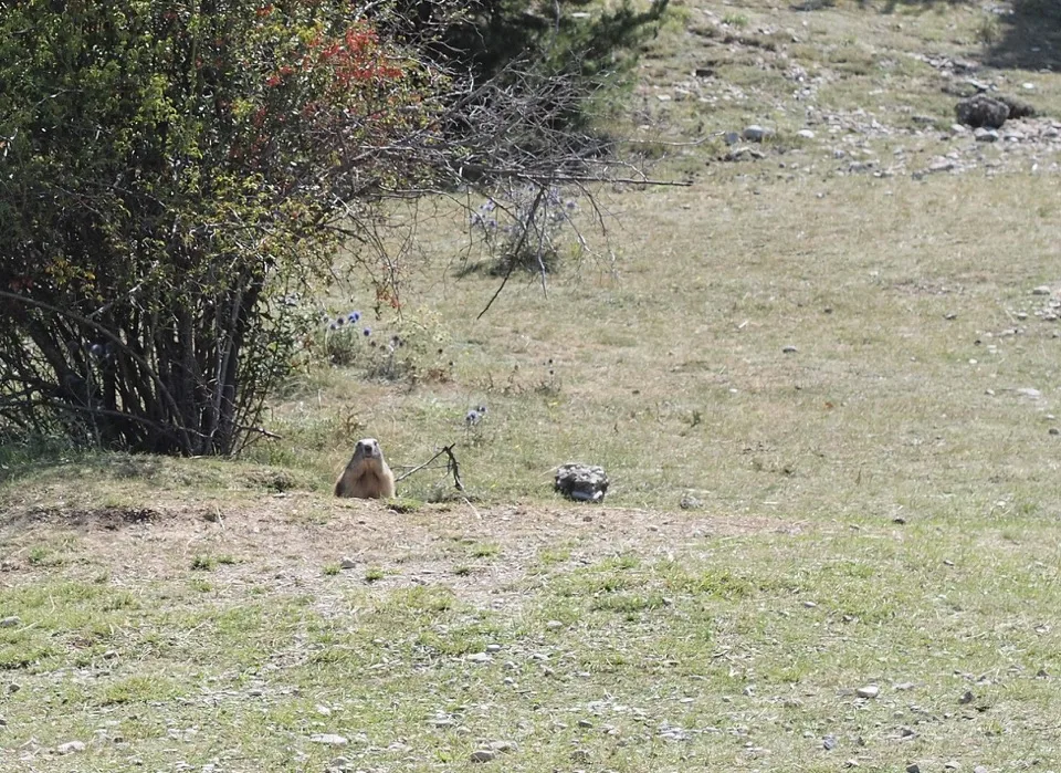 Marmotte debout dans un pré alpin herbeux