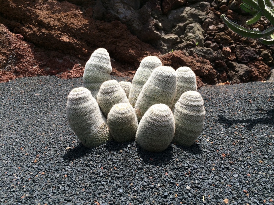 jardin de cactus