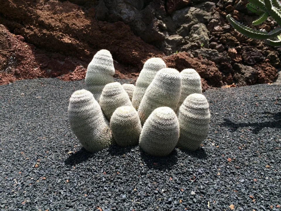 Sculpture blanche dans un jardin volcanique