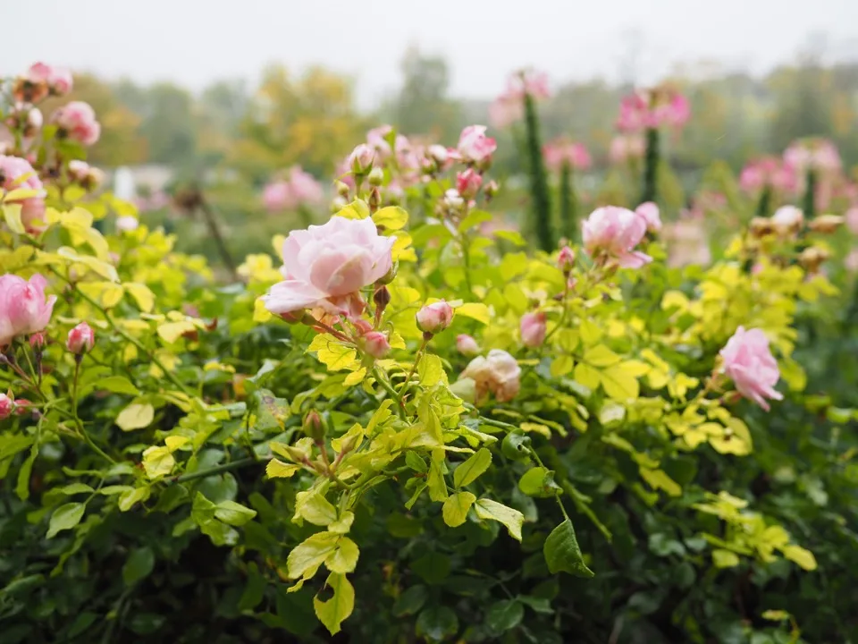 rosiers potager des princes