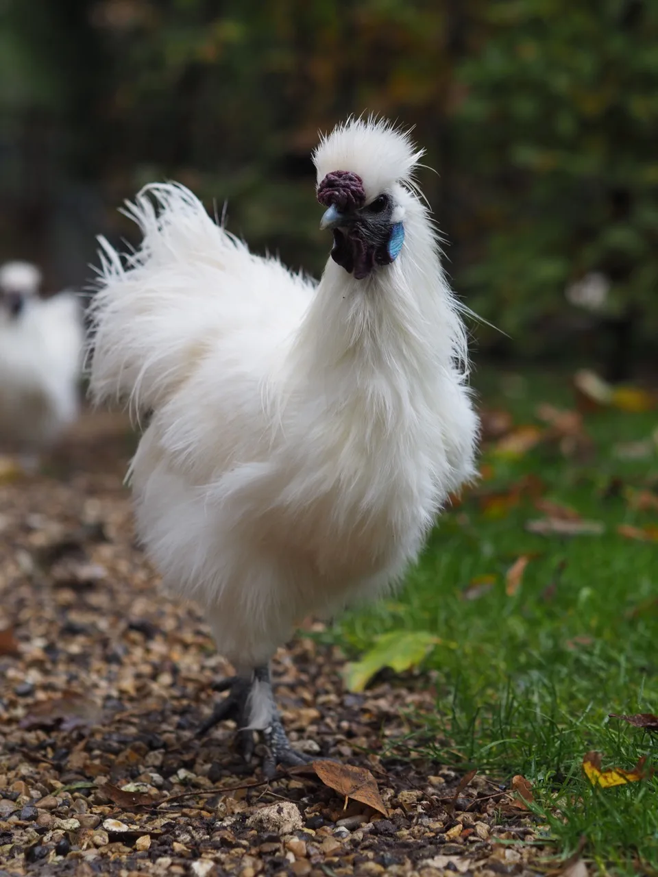 poule potager des princes