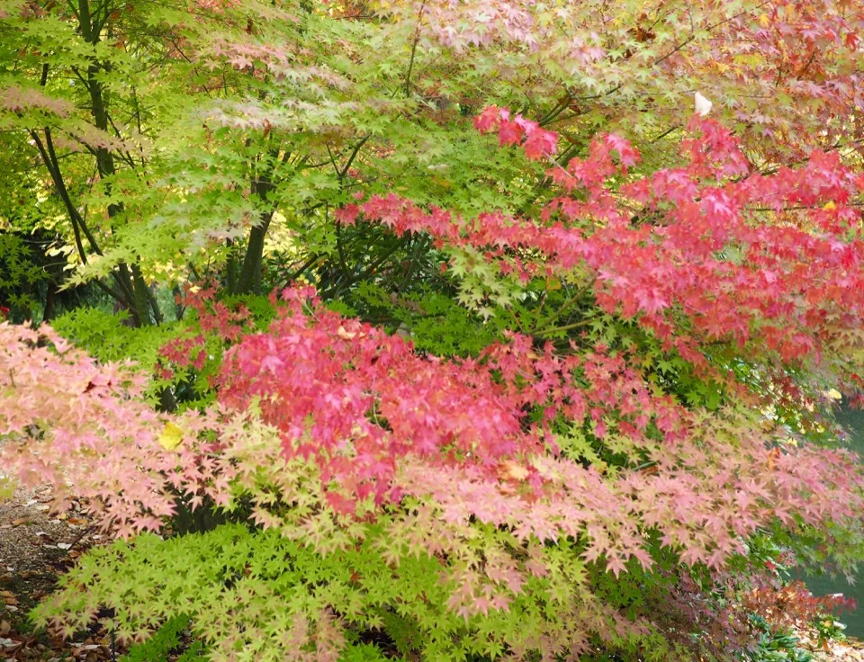 automne au potager des princes