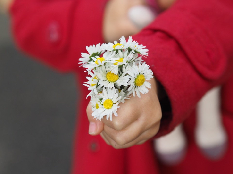 bouquet de paquerettes