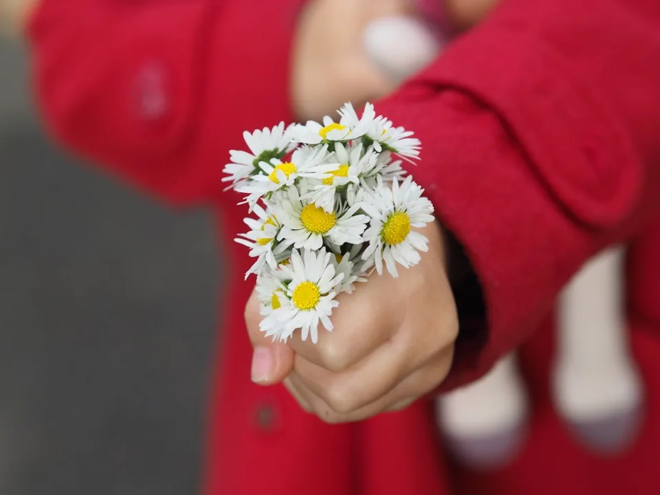 Petit bouquet de pâquerettes tenu à la main