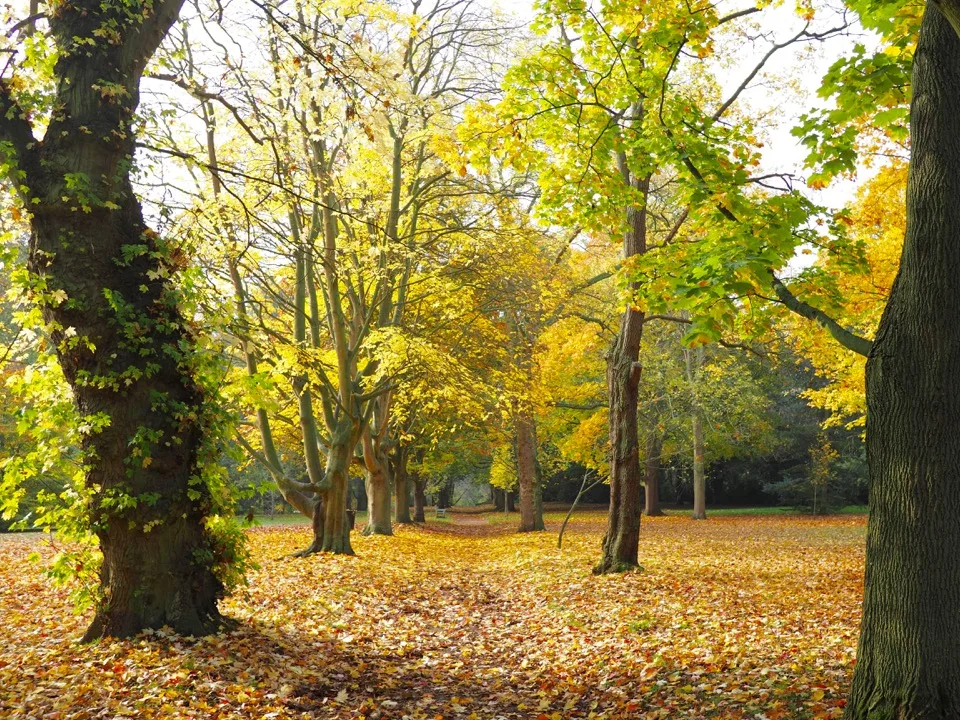 Sous-bois couvert de feuilles dorées en automne