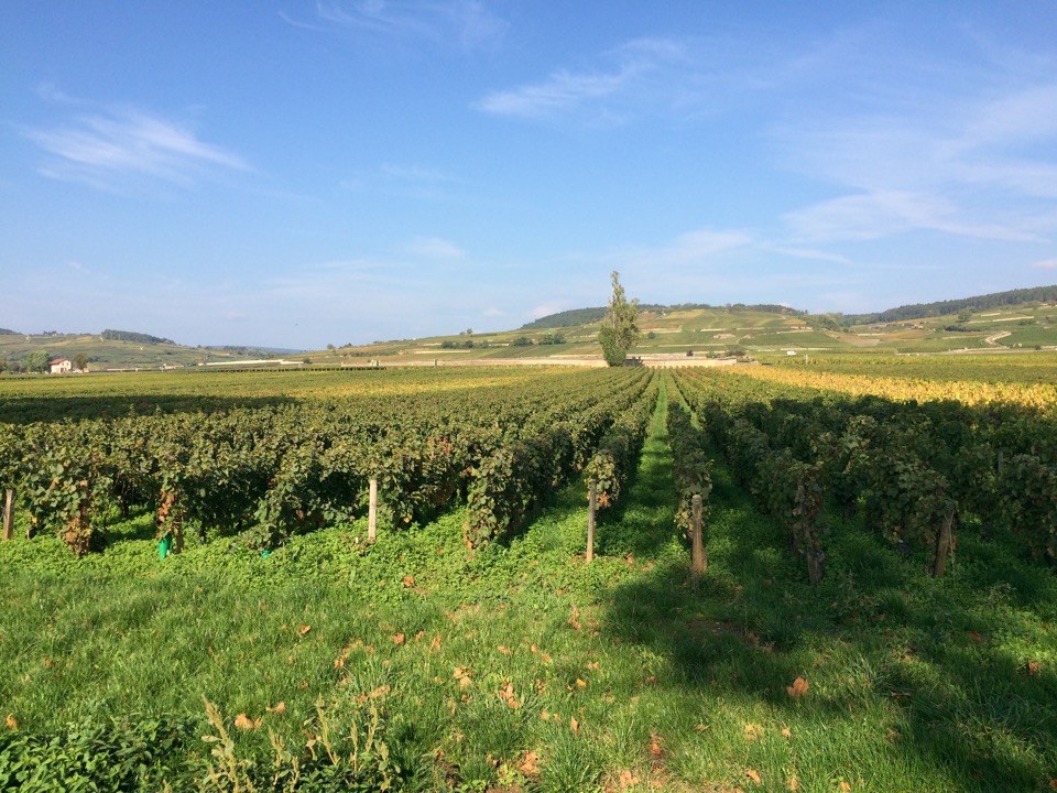 climats de bourgogne