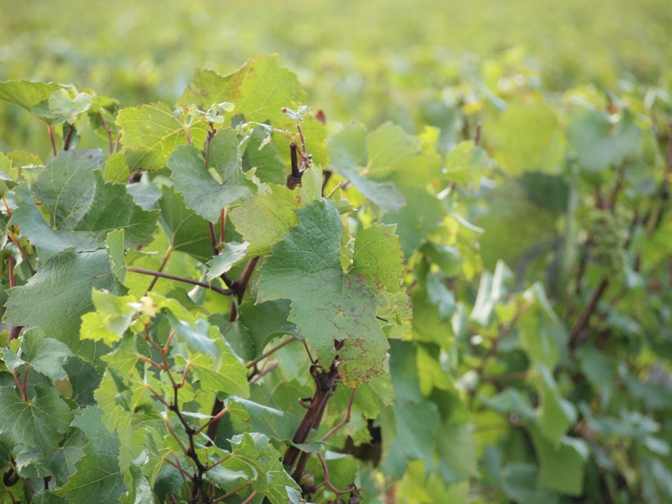 les climats de Bourgogne