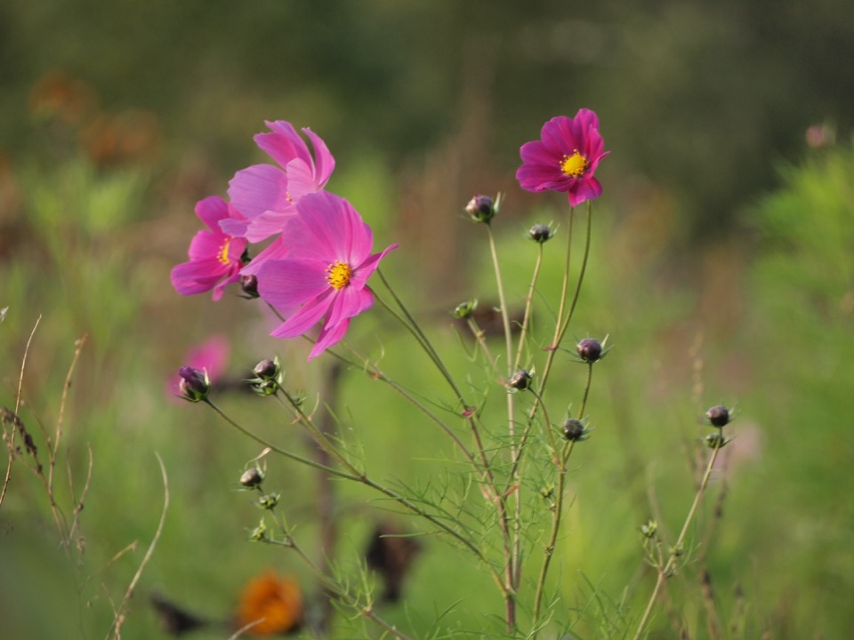 petites fleurs dans les vignes