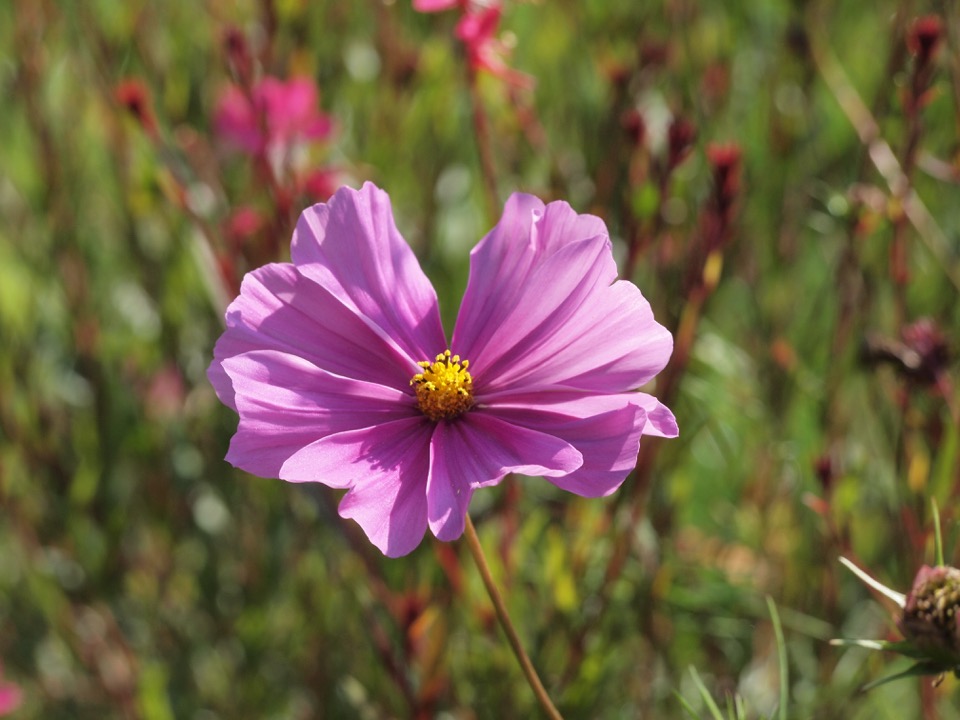 fleur rose